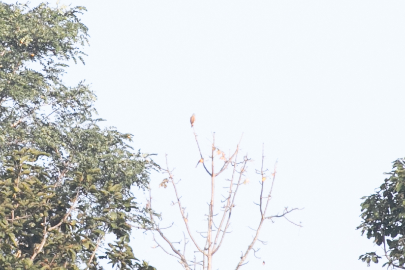 Rufous-winged Buzzard