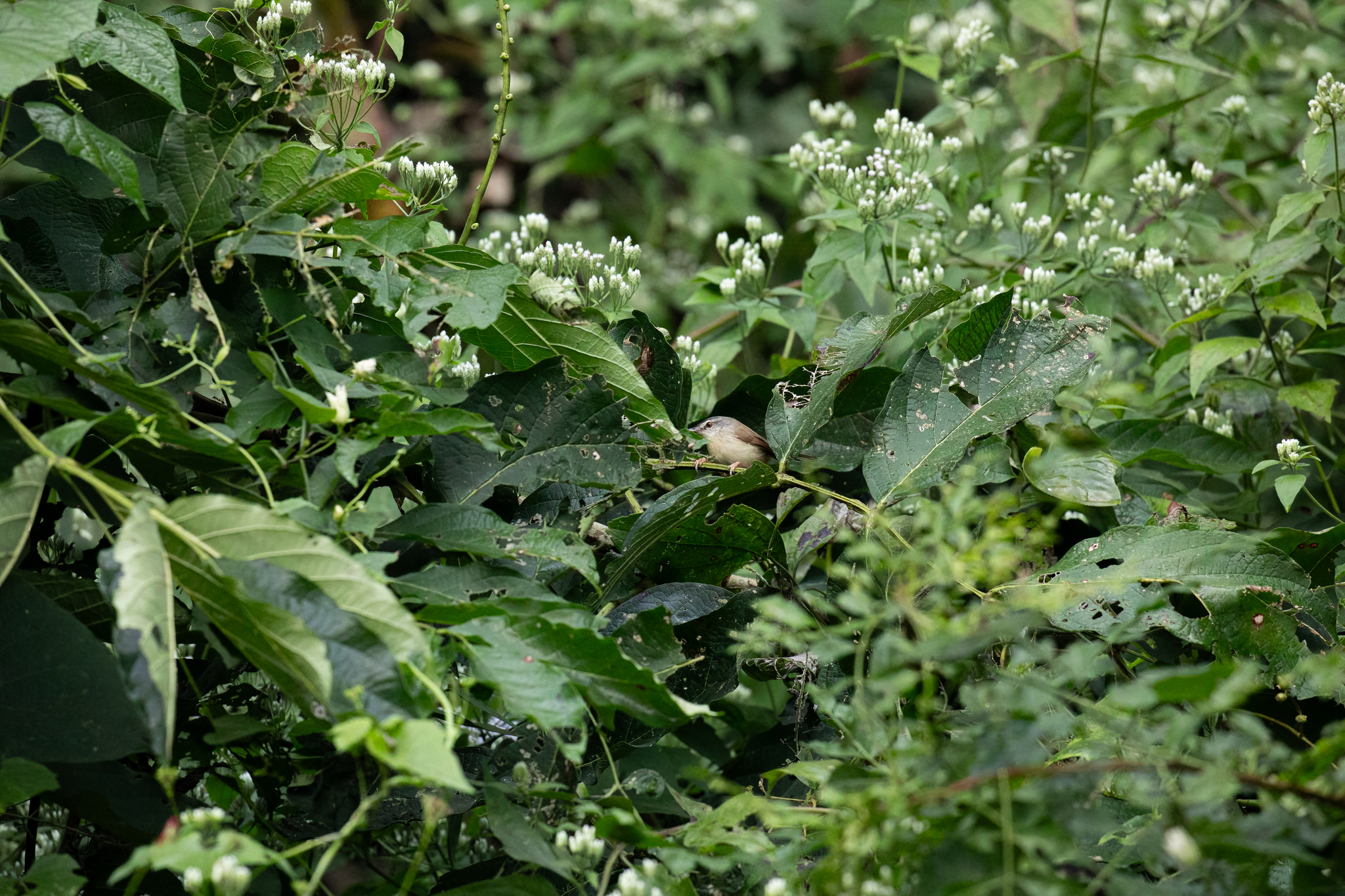 Grey-breasted Prinia