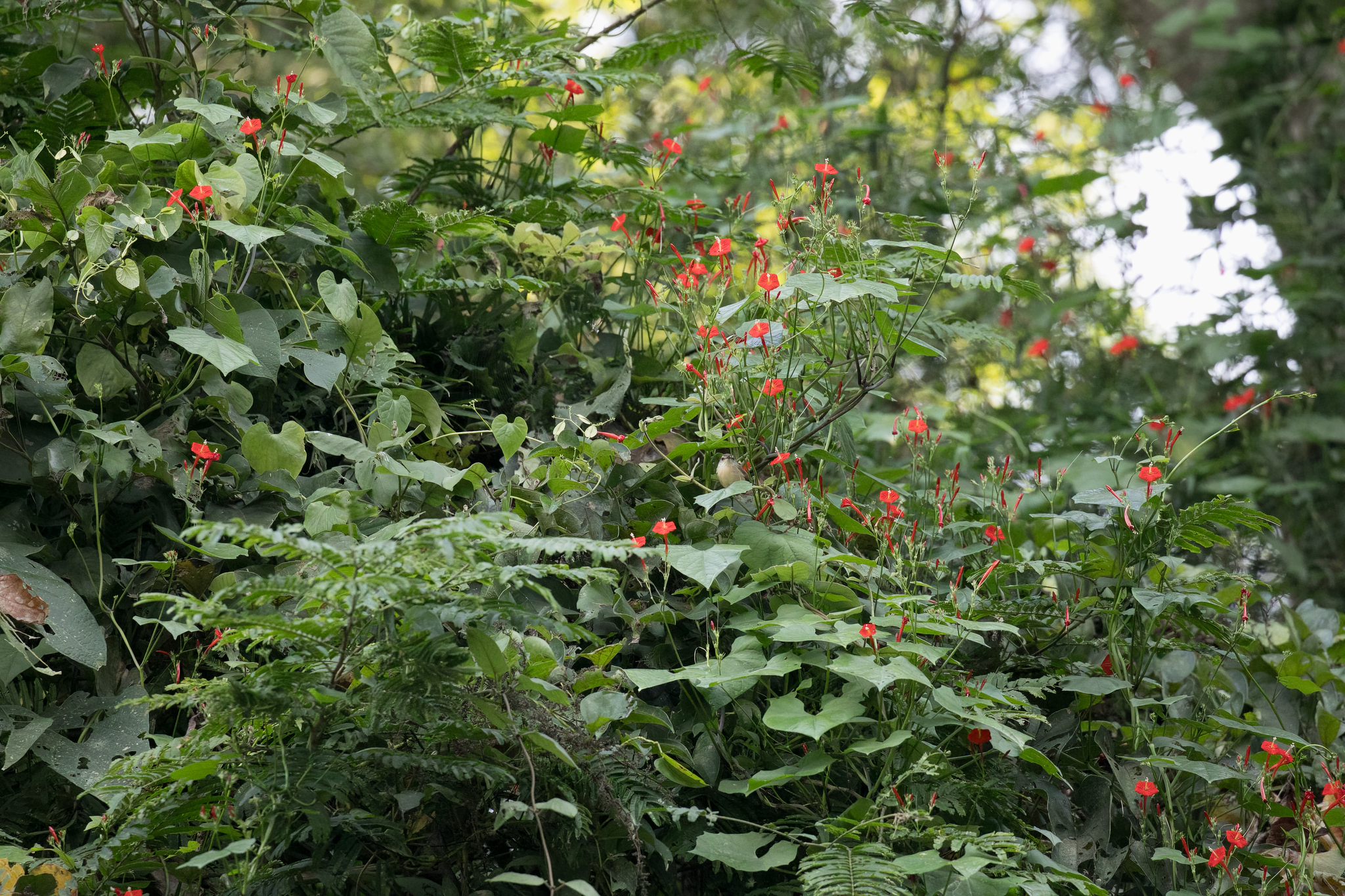 Grey-breasted Prinia