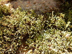 Selaginella corallina