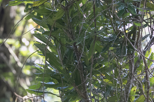 Chestnut-flanked White-eye (Zosterops erythropleurus), photo 10