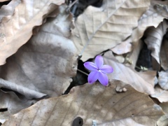 Pseuderanthemum praecox