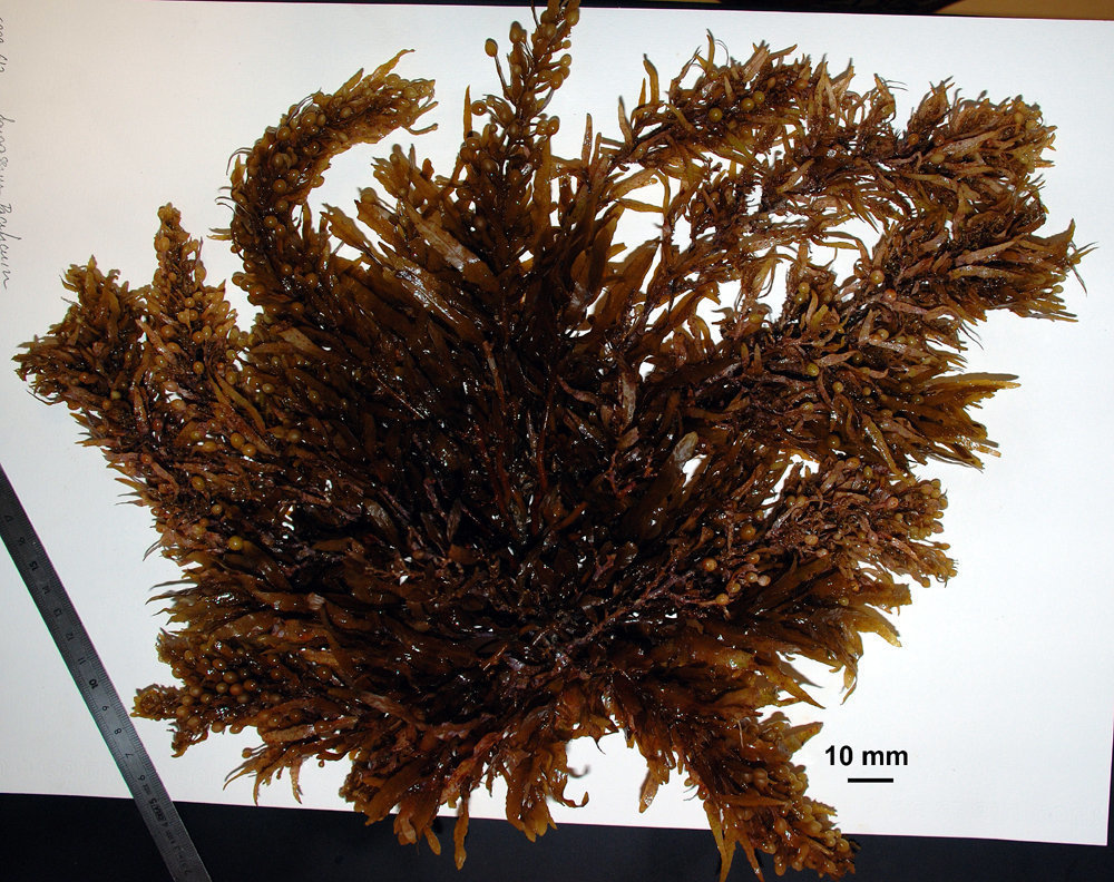 Sargassum pacificum (Rocky Shore Species of the Americas) · iNaturalist
