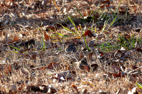 White-throated Sparrow photographed in Alabama