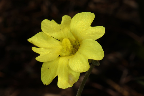 pinguicula lutea