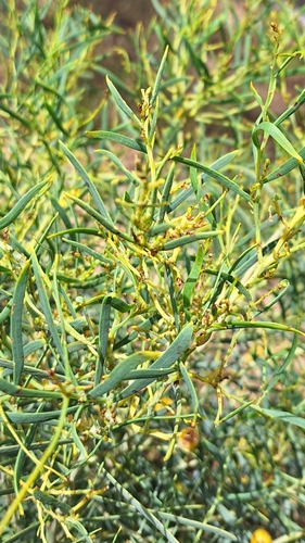 Image of Acacia ligulata by no rights reserved