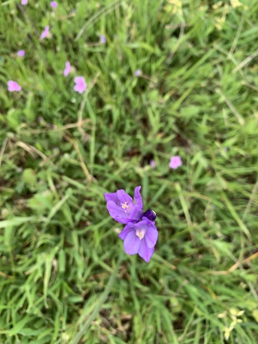iNaturalist observation photo of blue dicks