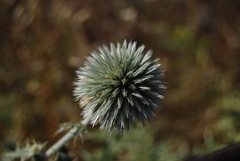 Echinops spinosissimus bithynicus