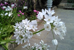 Ornithogalum arabicum