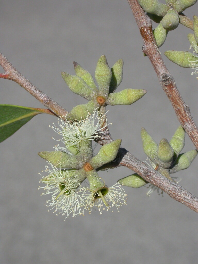 Eucalyptus imitans 2