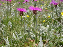 Centaurea uniflora