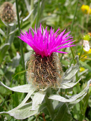 Centaurea uniflora