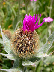 Centaurea uniflora