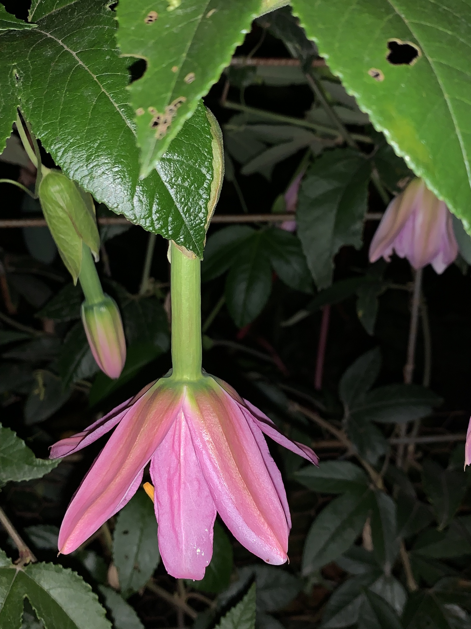 Passiflora tarminiana image