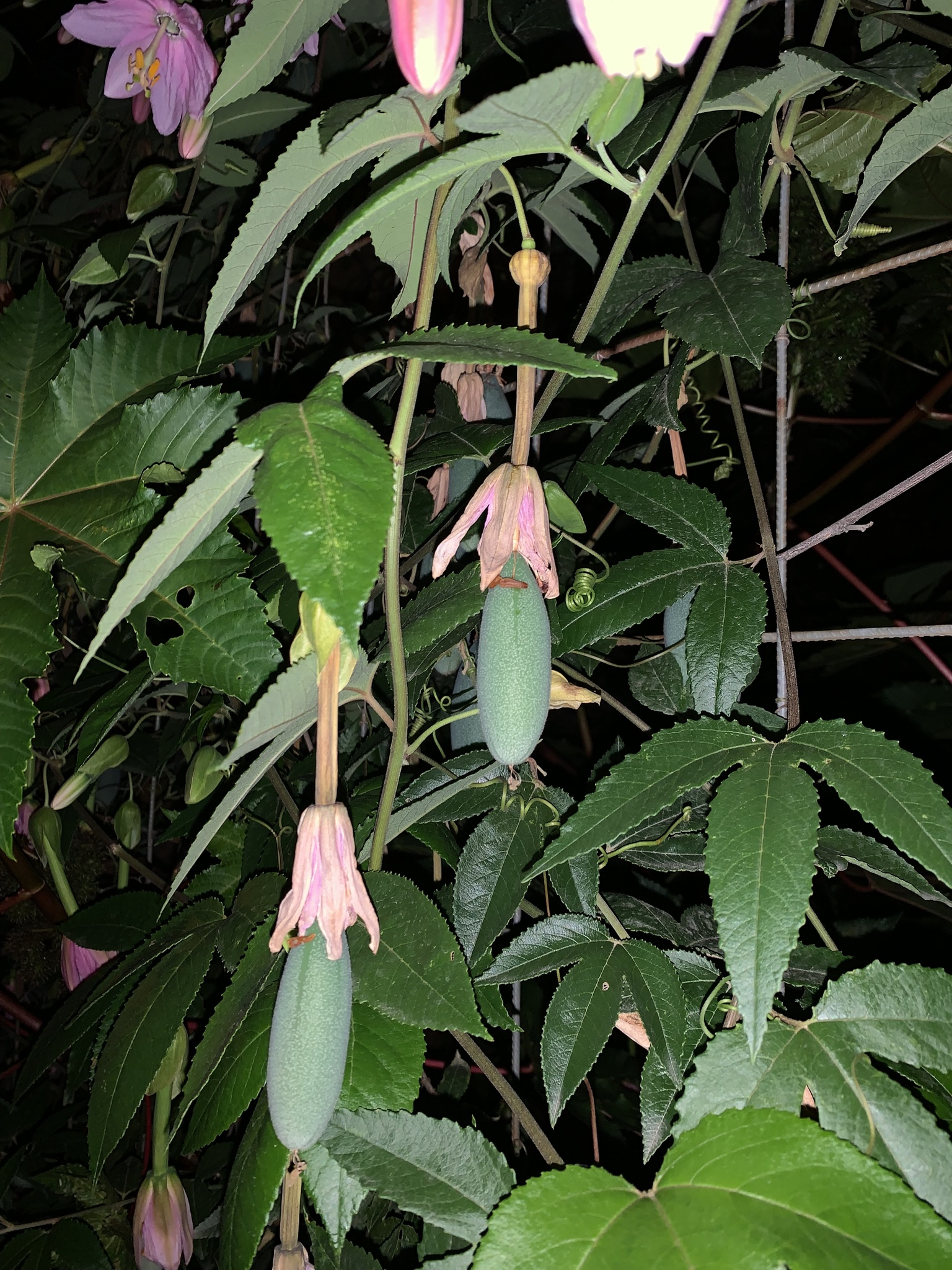 Passiflora tarminiana image
