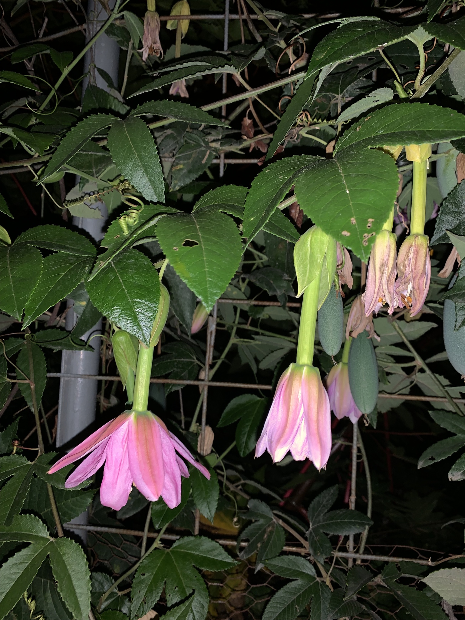 Passiflora tarminiana image
