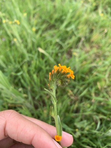 iNaturalist observation photo of Fiddlenecks