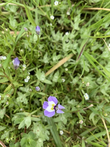iNaturalist observation photo of Doublehorn Calicoflower