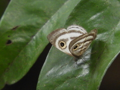 Leucochimona hyphea
