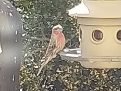 Haemorhous mexicanus