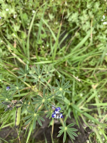 iNaturalist observation photo of Miniature Lupine