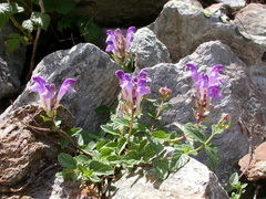 Scutellaria alpina