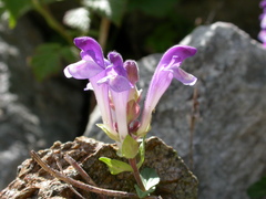 Scutellaria alpina
