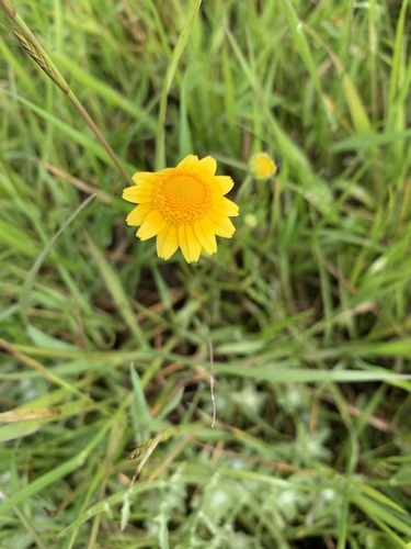 iNaturalist observation photo of goldfields