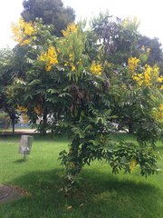 Senna viarum