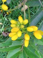 Senna viarum
