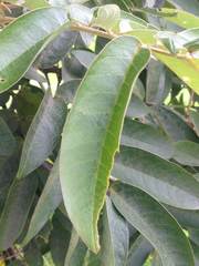 Senna viarum