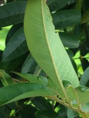 Senna viarum