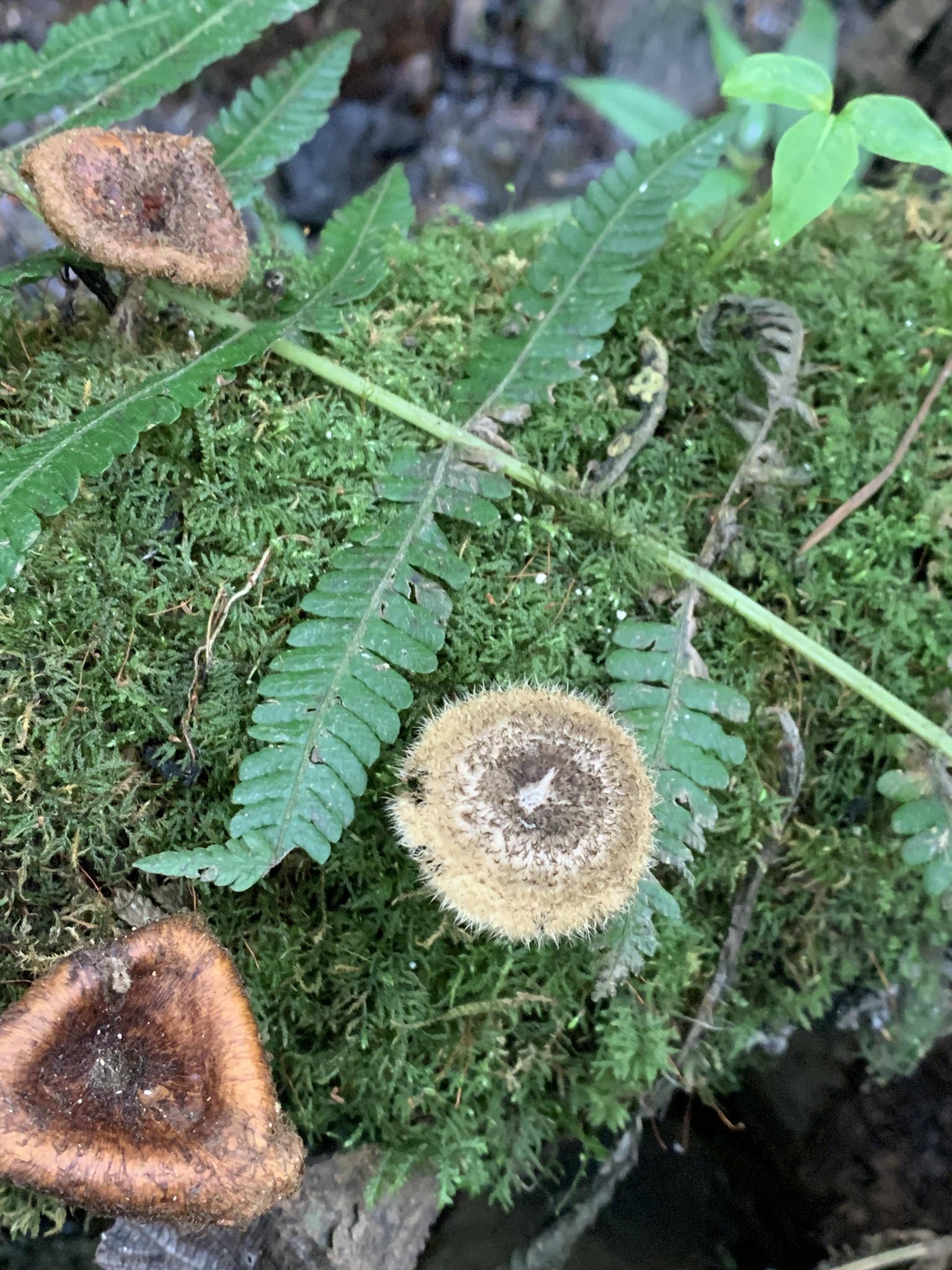 Lentinus crinitus image