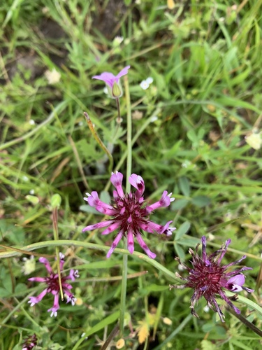 iNaturalist observation photo of tomcat clover