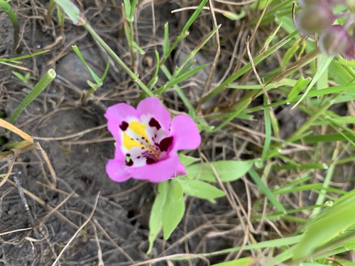 iNaturalist observation photo of tricolor monkeyflower