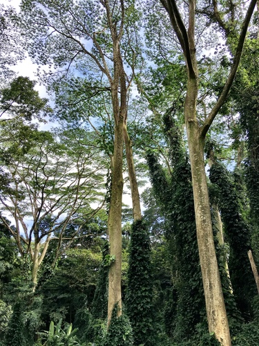Falcataria falcata