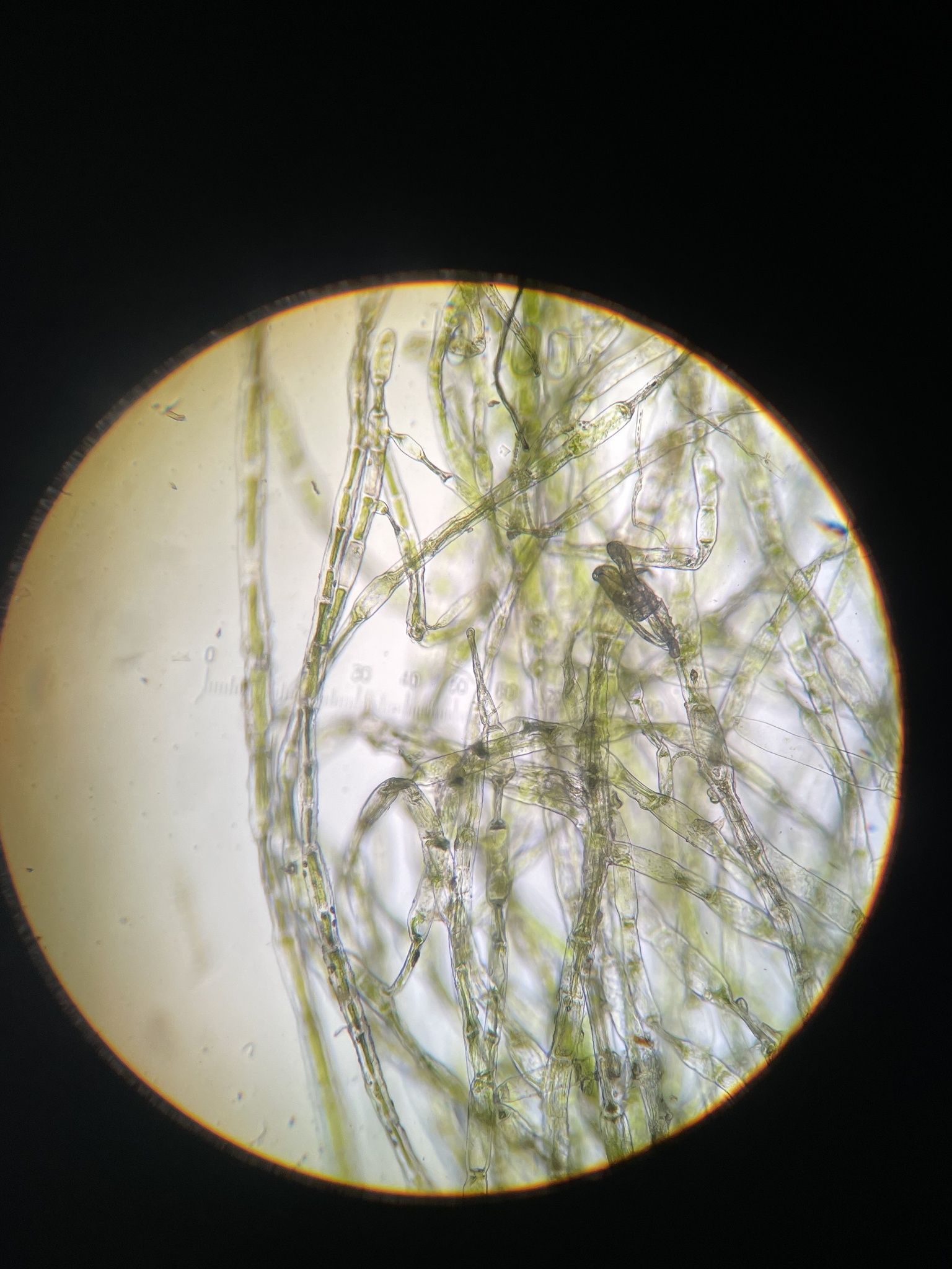 Spongomorpha aeruginosa