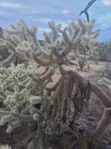 Chain-fruit Cholla (Cylindropuntia fulgida)