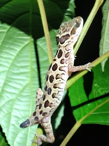 Pegu Bent-toed Gecko, Cyrtodactylus peguensis