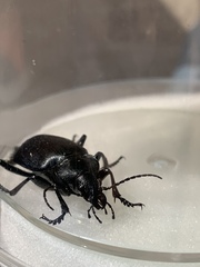 Carabina