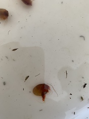 Cyzicus californicus