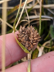 New Zealand sedge (Carex wakatipu)