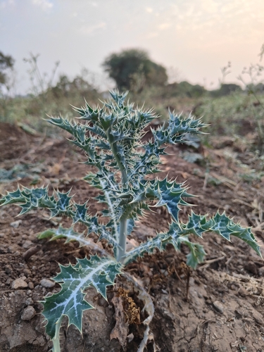 Mexican prickly poppy