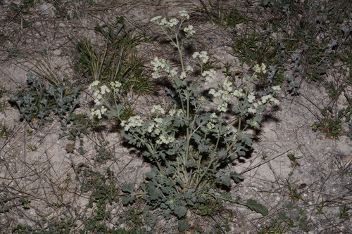 Image of Parthenium confertum by (c) Brian Finzel, some rights reserved (CC BY-SA)