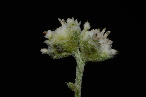 Image of Parthenium confertum by (c) Brian Finzel, some rights reserved (CC BY-SA)