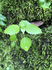 Hesperocnide tenella