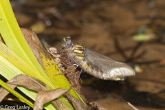 Hylogomphus apomyius