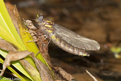 Hylogomphus apomyius