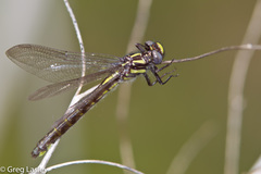 Hylogomphus apomyius