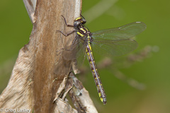 Hylogomphus apomyius